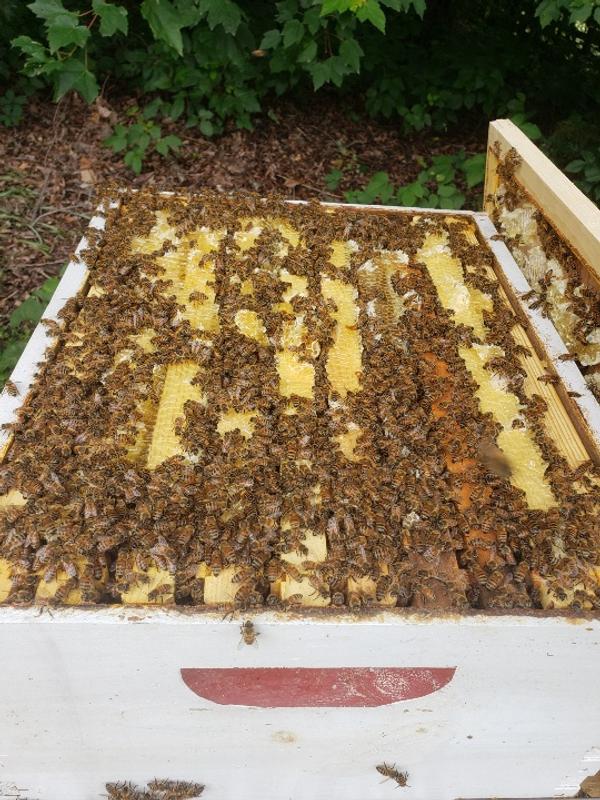 burr comb and honey on top of frames