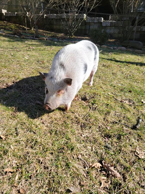 Happy Peppa