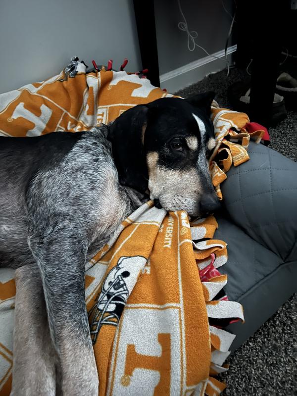 Hound dog loves it