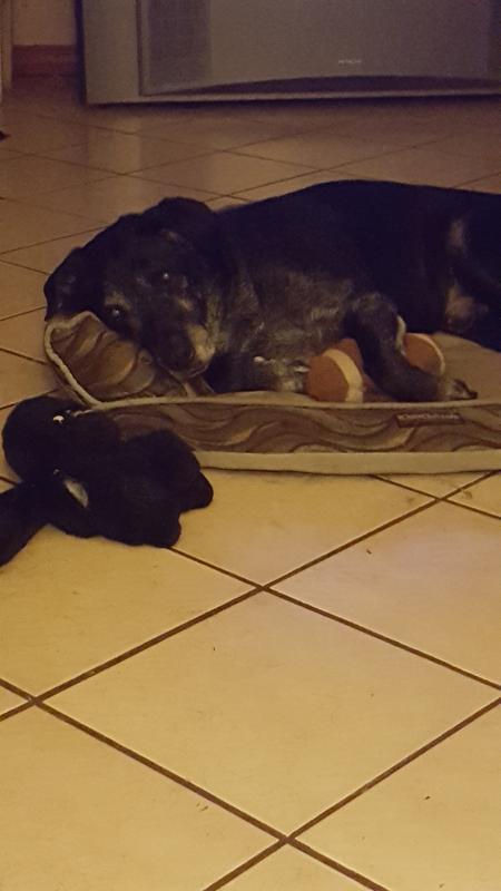 My Dakota with his toys!