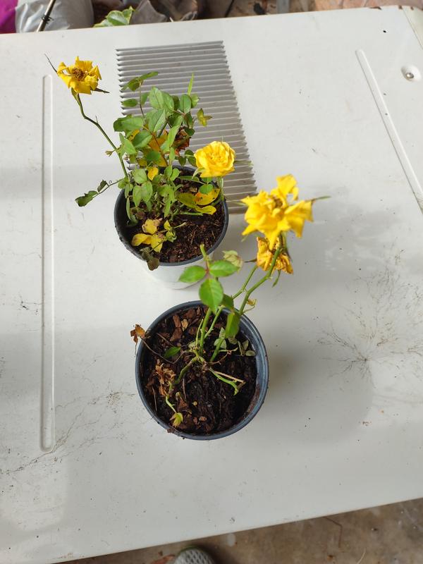 Review photo 4.