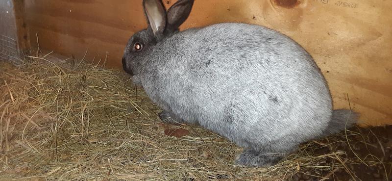 Black mama to be, gray doe hoping to breed her next week, and our white buck... all are first time breeders, so hopefully instincts are strong.