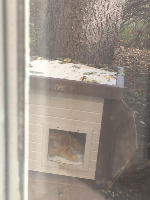 Cat shelter with kitty inside-poor image-taken from inside through a window.