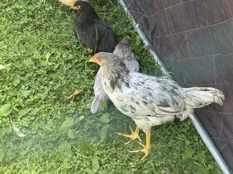 He is a rooster.