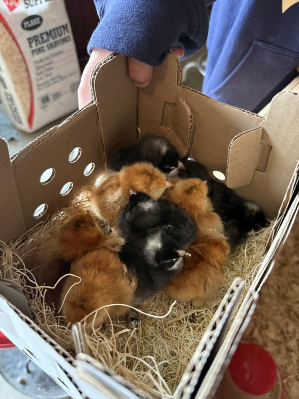 Box they were delivered in.