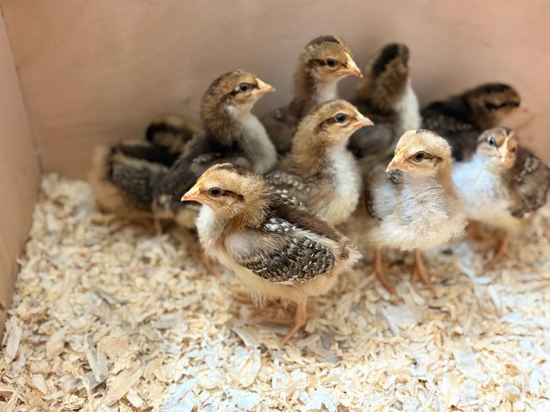 Such pretty babies 🥰