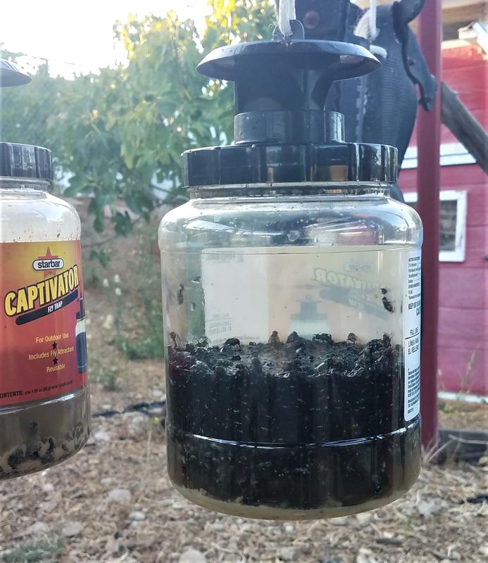 fly trap trapping flies