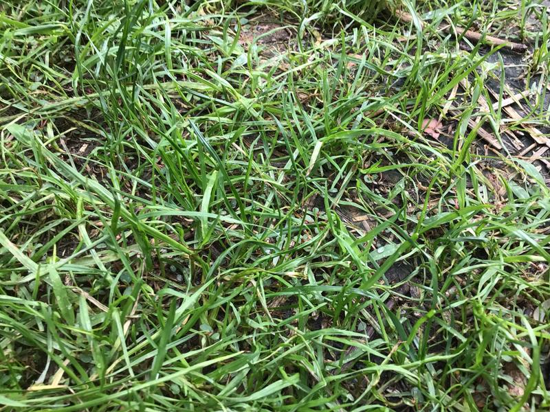 34 days since planting