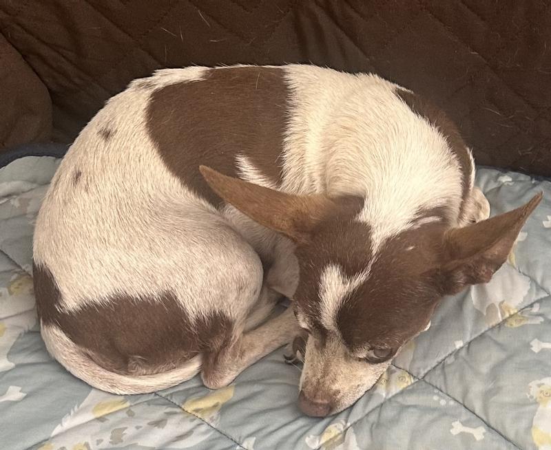 Petey, 7 yr old rescue Chihuahus