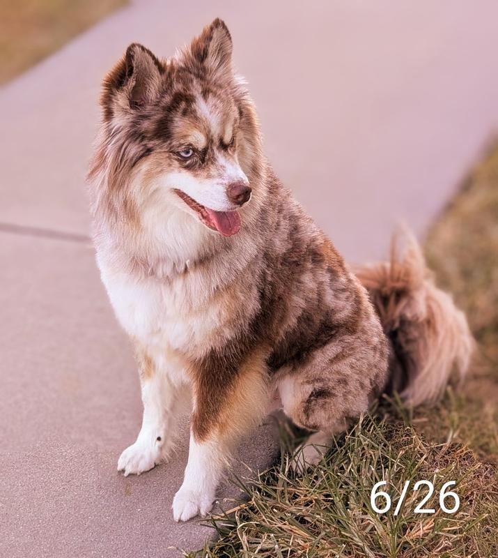 Jeannie & Pepper.  ( Pomsky) 4.5 years old.