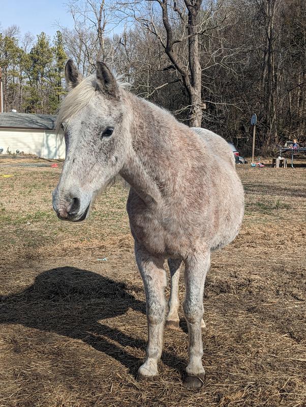 33rd birthday photo, 2 winters with cocosoya oil added to her grain