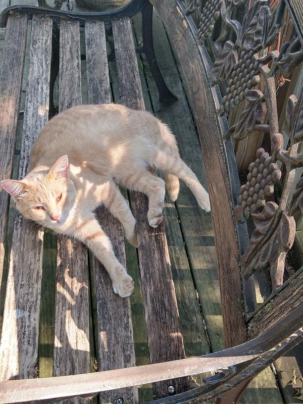 Happy Cats 😺