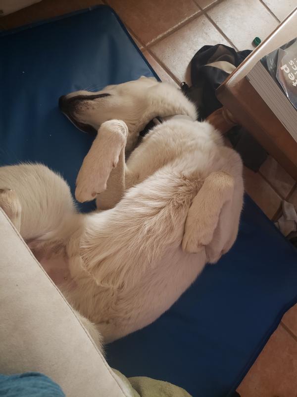 It was a harx day chasing squirrels, time for a nap on my cool pad!