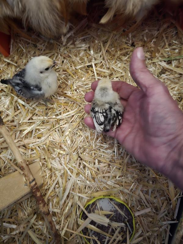 My baby Silver sebrights