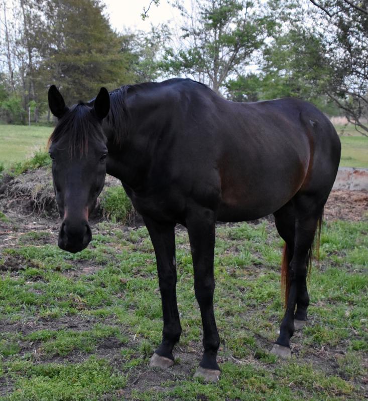 Money From Nowhere 2008 OTTB