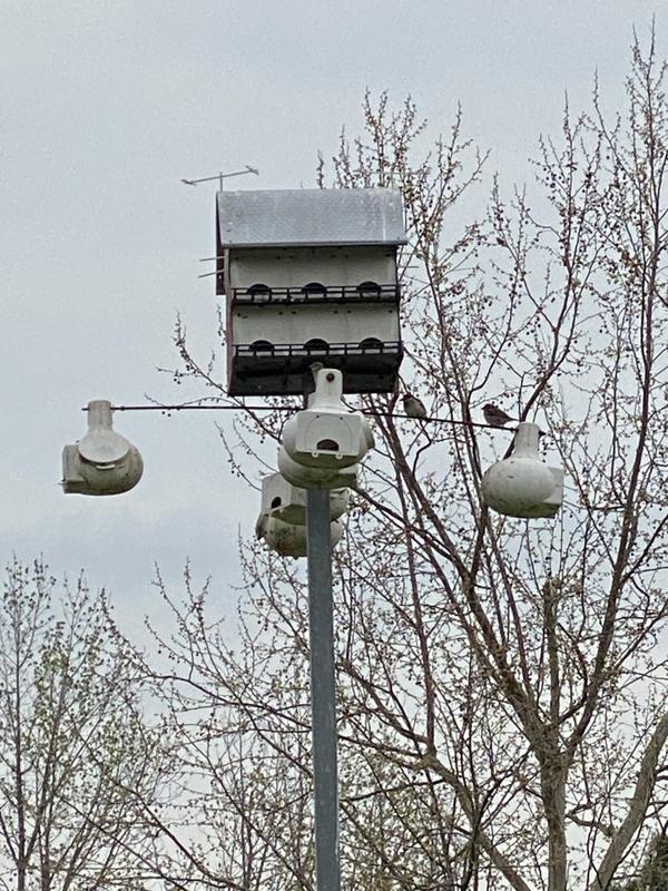 16 room Purple Martin Barn House with 8 Gourds houses