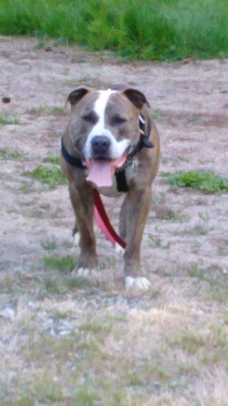 My big love bug pittbull, Taz