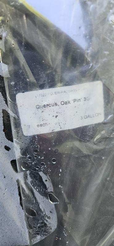 Beautiful foilage and healthy trees