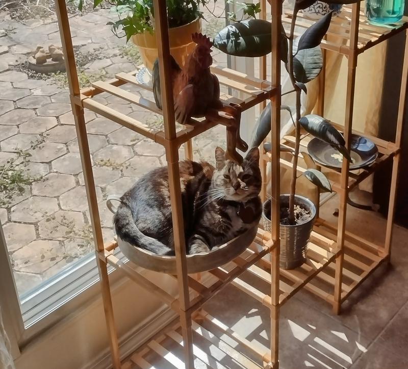 Olive in the Window