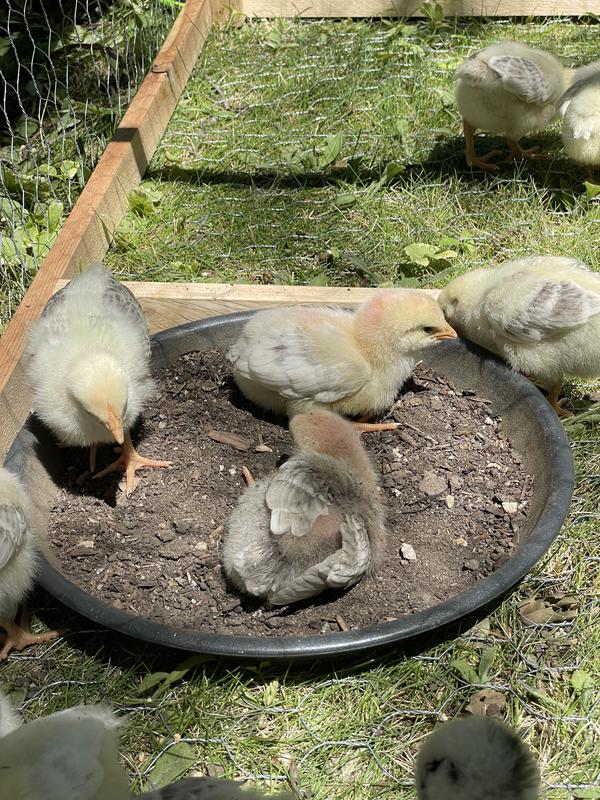 They love dust baths