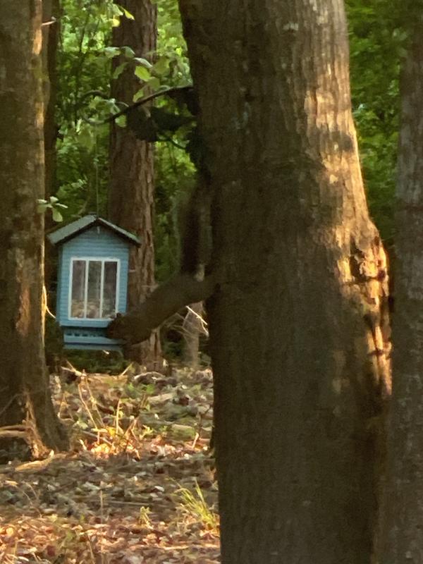 Squirrels in action