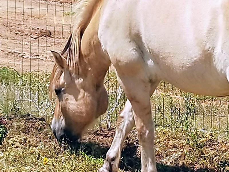 HjerteBarn (Heart Child)