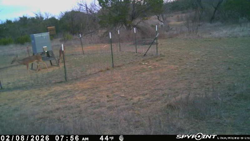 Deer feeding on the protein