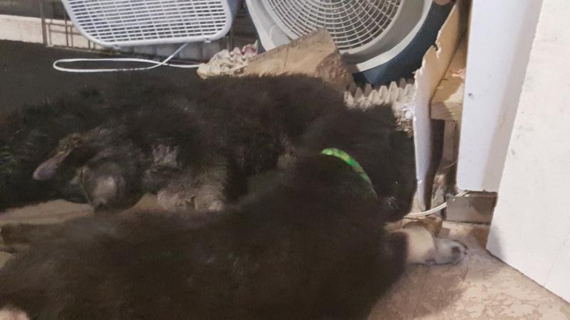 They look SO CUTE when they're asleep