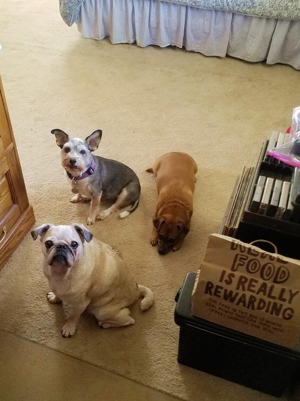 A Sign From the Dogs