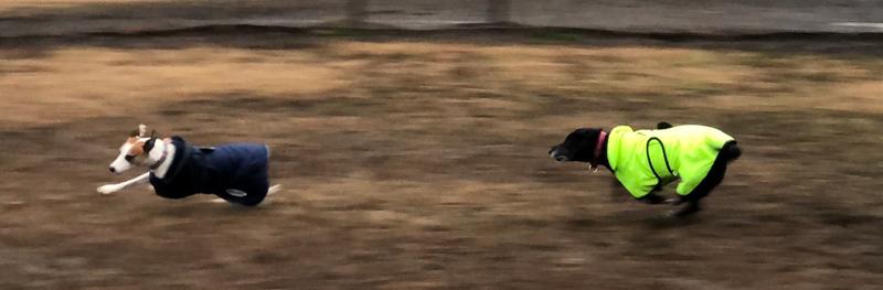 Cleo being chased by Casey both in their new Weatherbeeta coats.