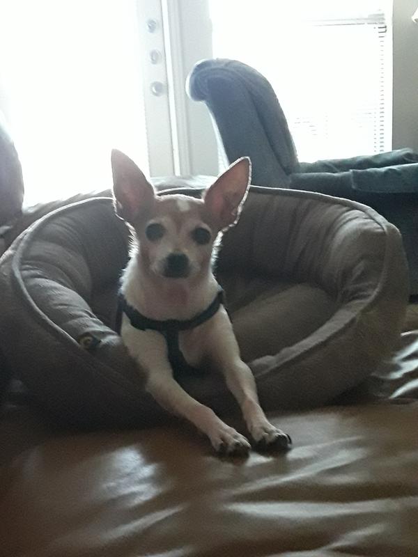 Charlie is always on guard Duty