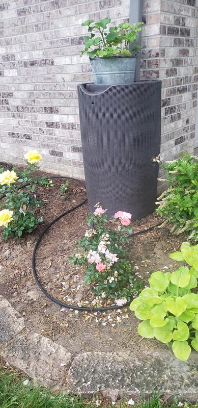 Rain barrel with soaker hose (not included) attached.