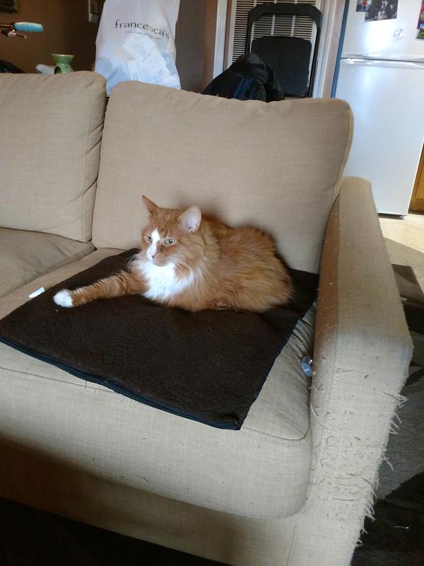 Boots on his new bed