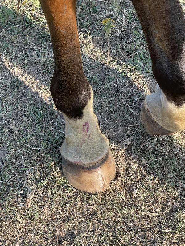 Please ignore the blackberry juice on his sock lol