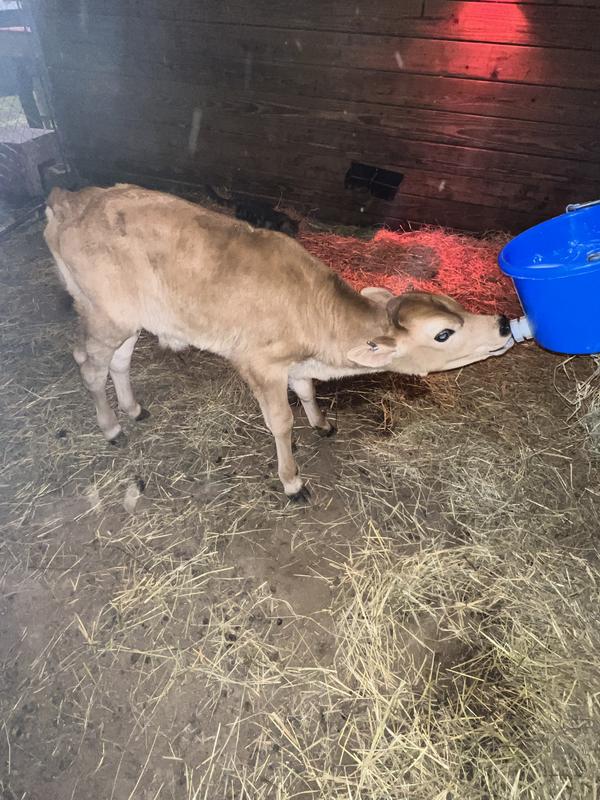 Our calf’s did very well with this milk