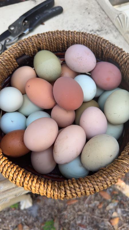 My eggs they produce after eating their scratch grains.
