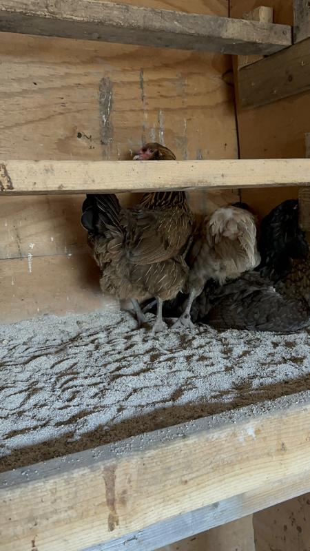 They also like to lay eggs in it. And fight for the same spot