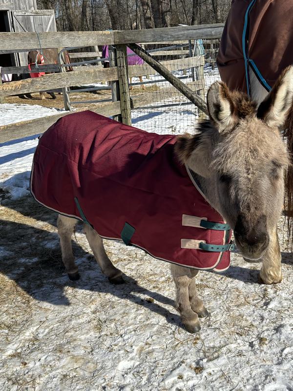 Gunther, sporting his new md weight