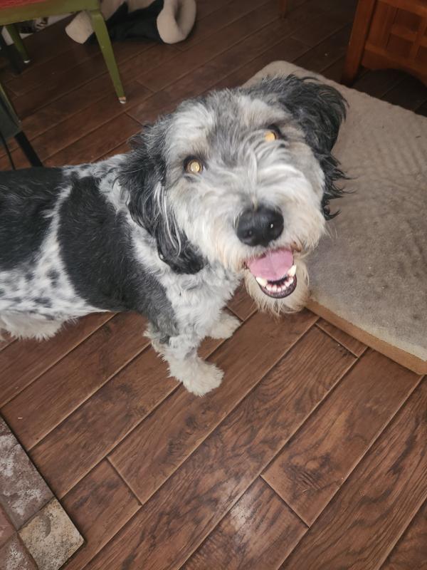 Sammy the Dog