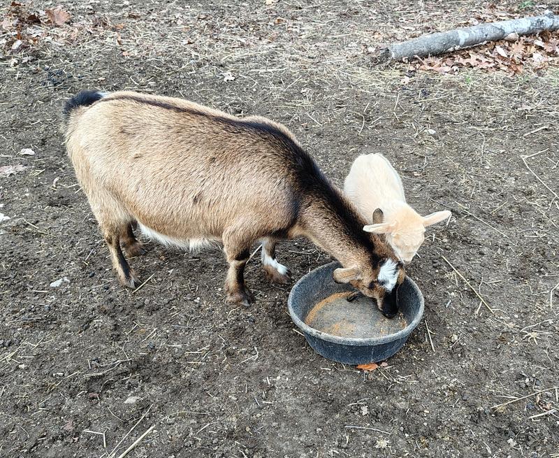 Good to the last bite