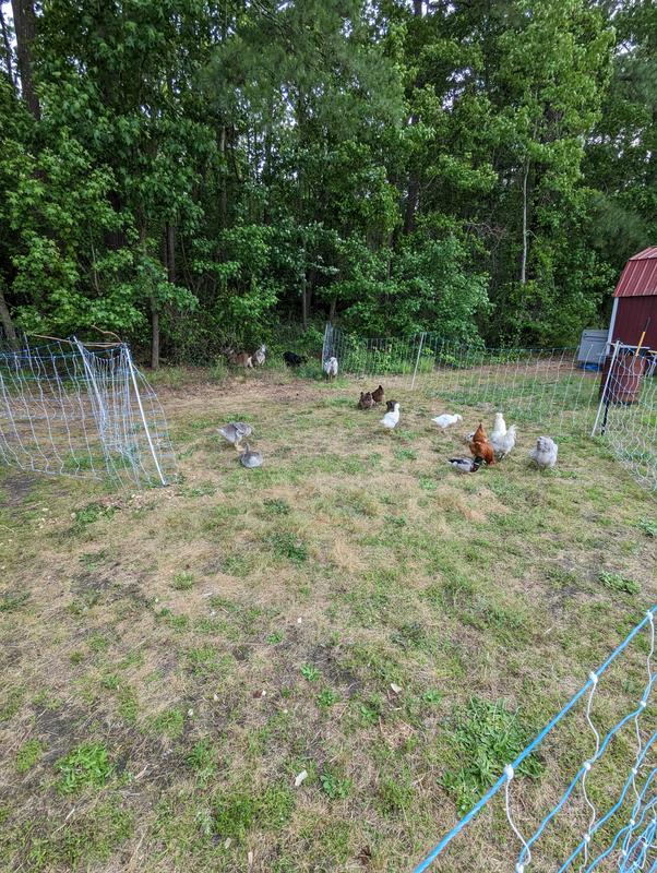 Everyone free range