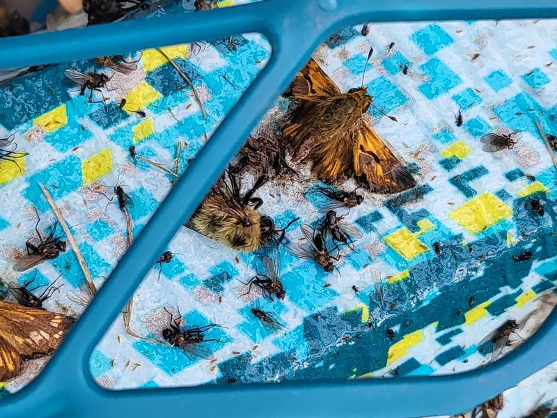 Honey bees.  Not cool