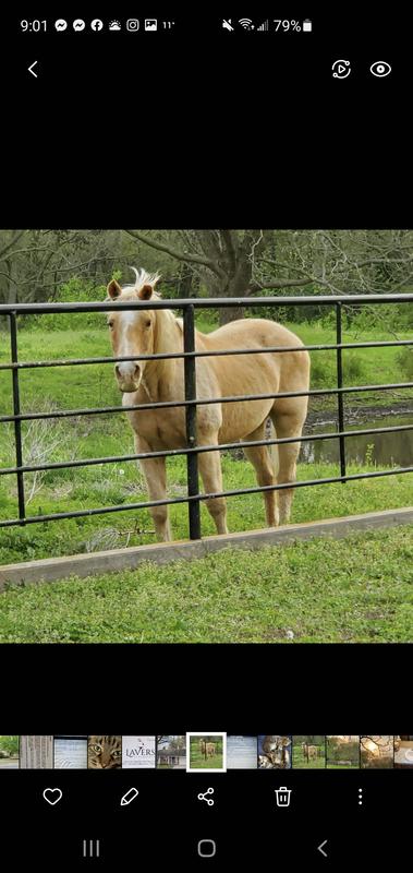 My Tivi Pony