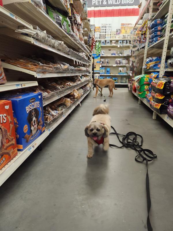 Jellybean and her bff Abi picking out the trachea chews at Tractor Supply