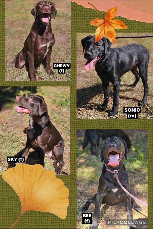 NYSRR Puppies