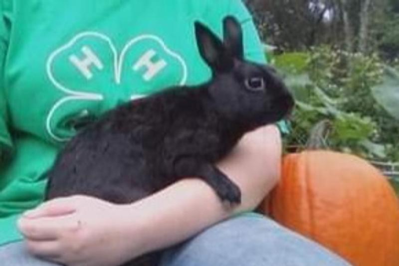 4-H rabbit