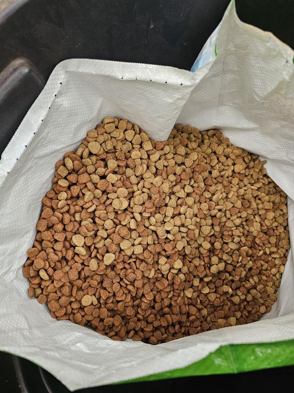 Red tint was food in last 4 or 5 bags, brown/grey tint is food from new bag.ne