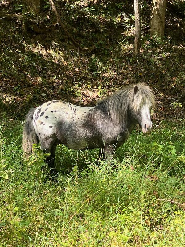 Neighbors pony