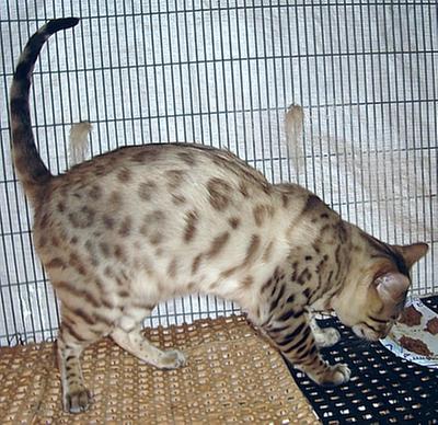 Majik: Snow Bengal