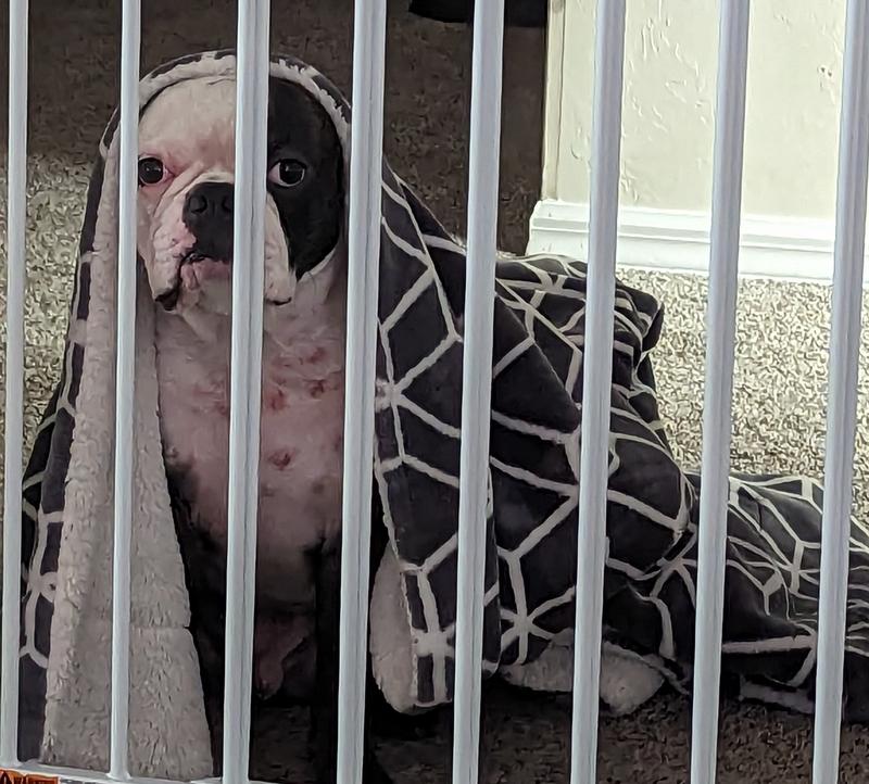Before and 2 weeks after!!  These are actual results that saved my dog's life